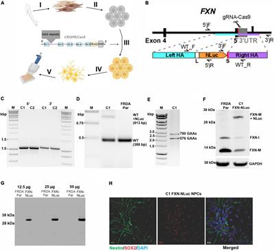 Selected Histone Deacetylase Inhibitors Reverse the Frataxin Transcriptional Defect in a Novel Friedreich’s Ataxia Induced Pluripotent Stem Cell-Derived Neuronal Reporter System